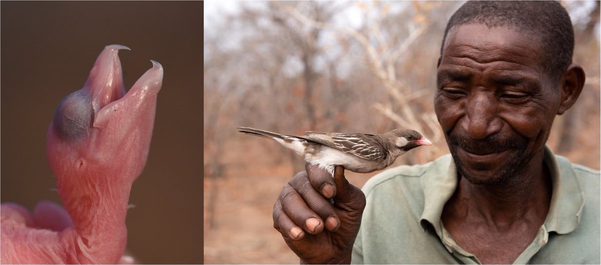 Honeyguides <a href="/ISBE2024/">ISBE2024</a>! Can't wait to talk about the double-lives of honeyguides in Session 2F (Mon 12:30-12:45)

L: Freshly-hatched honeyguide in a bee-eater nest (my 📷)

R: Honey-hunter Seliano Rucunua holding a honeyguide captured for research (📷: <a href="/honeyguide/">Claire Spottiswoode</a>)

#ISBE2024