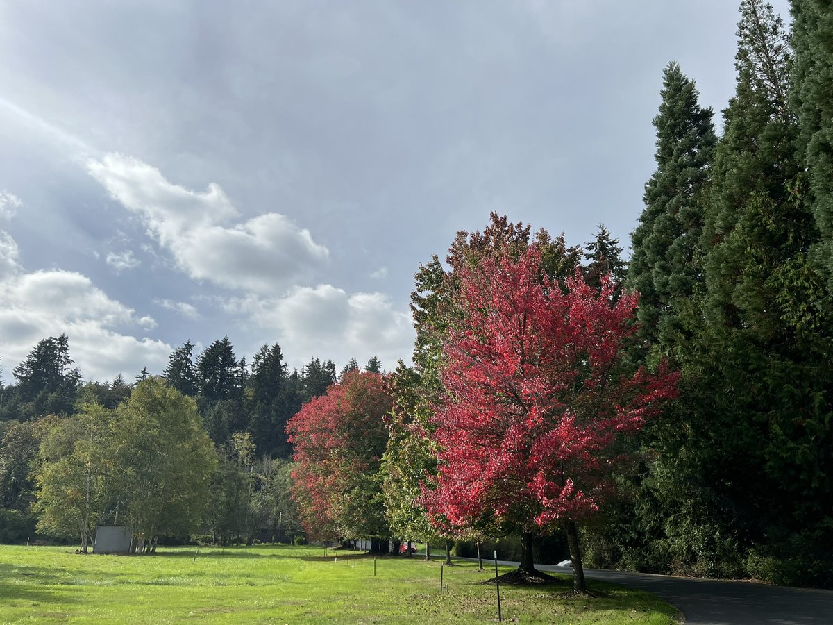 Autumn in #Issaquah.