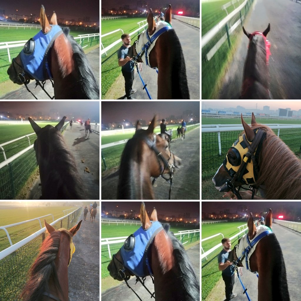 pride_falcon's tweet image. Bir Pazar klasiği ❤️🐎💪
#Ah #o #bakışlar 👀🐎👁️
Elhamdülillah Ya Rab 🌹