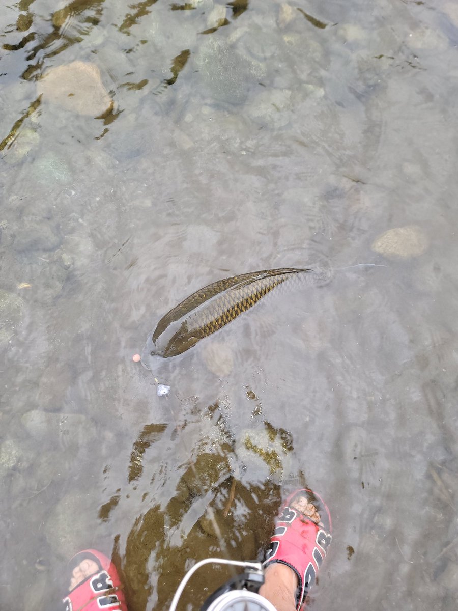もう１本追加～⤴️
久しぶりに鯉釣ったわー笑笑

片付けます🎵