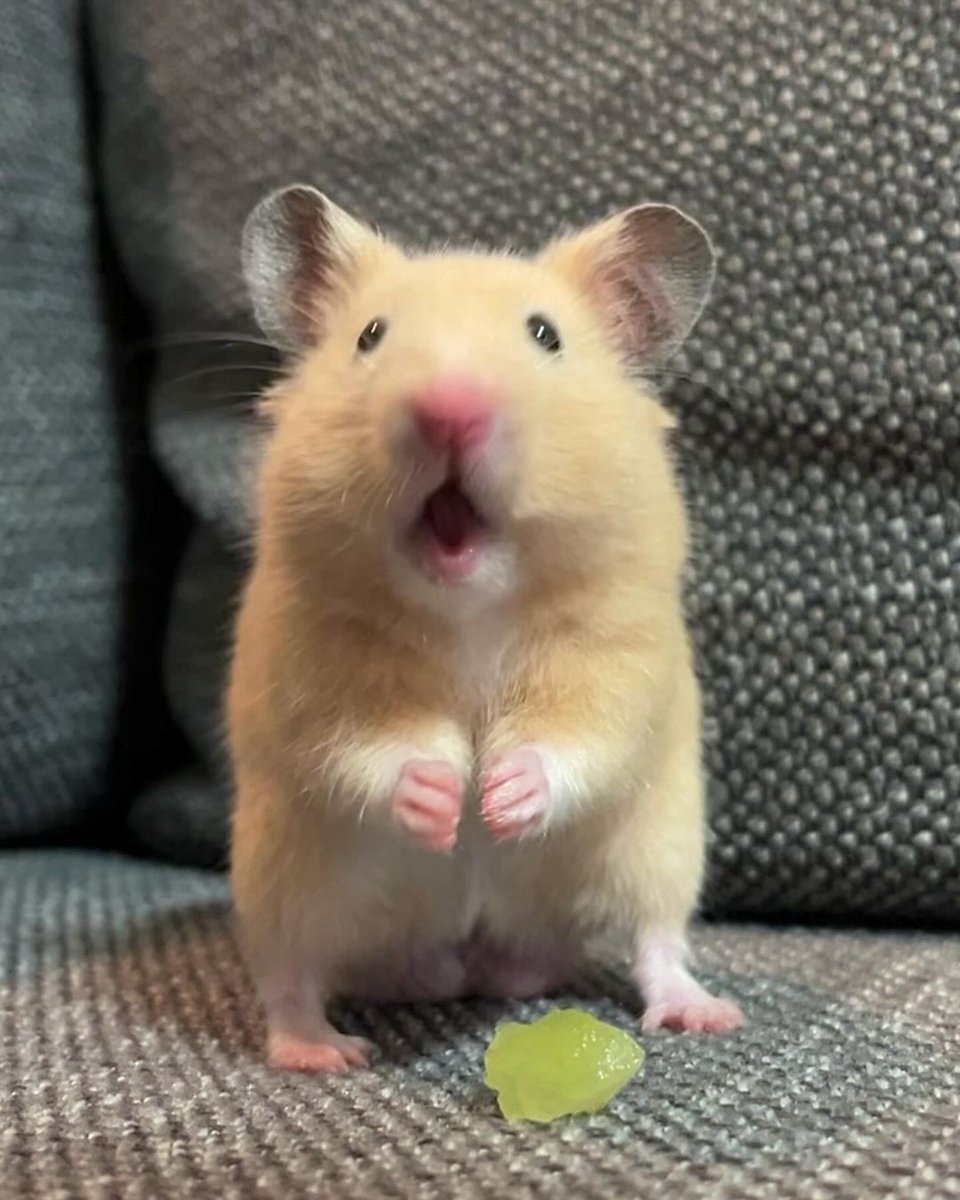 Tweets Of Hamster tweet media