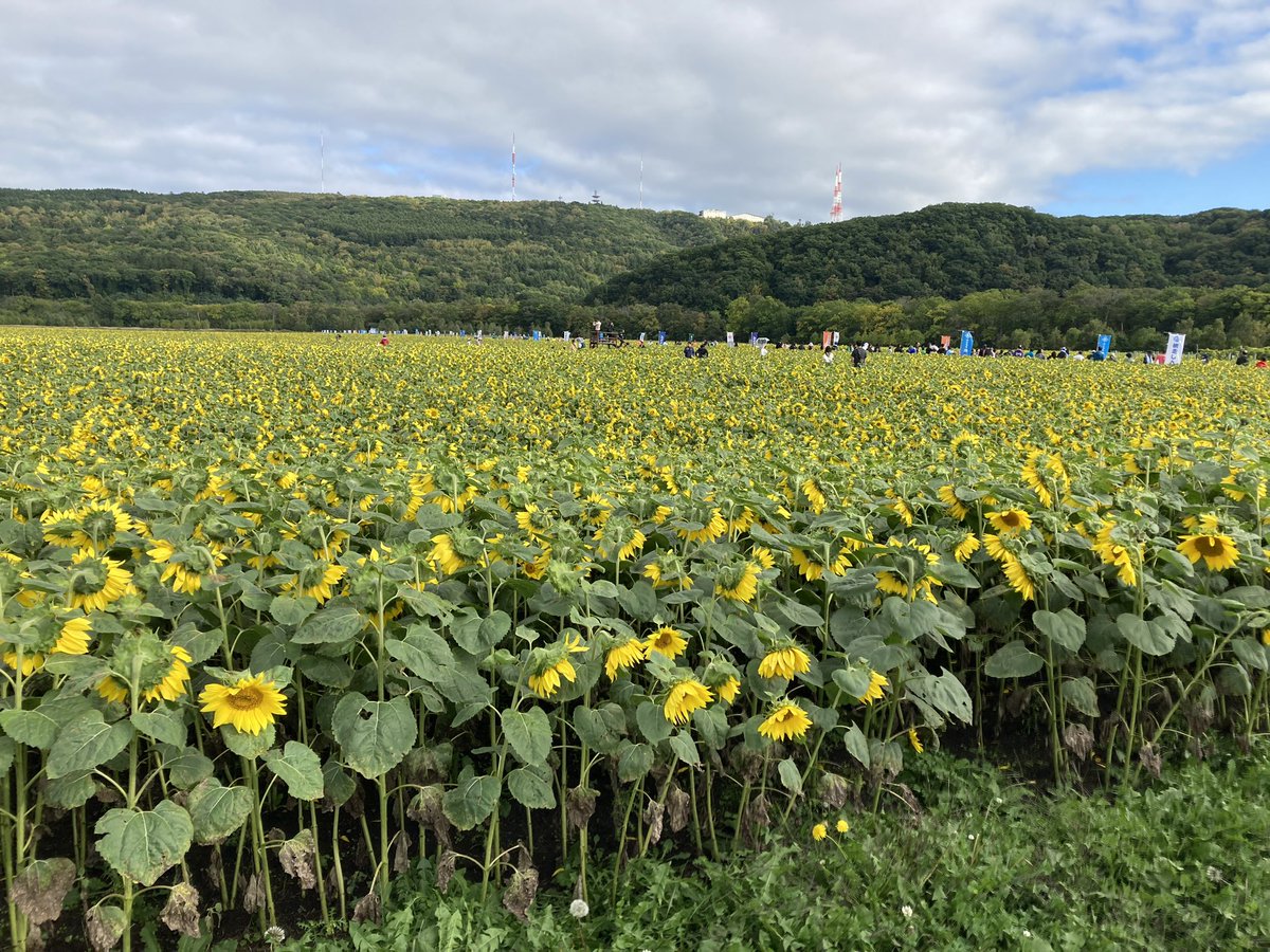 mikutagida's tweet photo. #網走オホーツクマラソン

走行中に沢山の応援有難うございました！
一面のひまわり畑に迎えられながら、四年振りのフルマラソン完走出来ました。最後は少し込み上げるものがありましたね🥹タイムも前回を大きく上回り、もう大満足です。今年の大きな目標、一つクリアです。有難うございました🙇 https://t.co/Cok7J89A2i