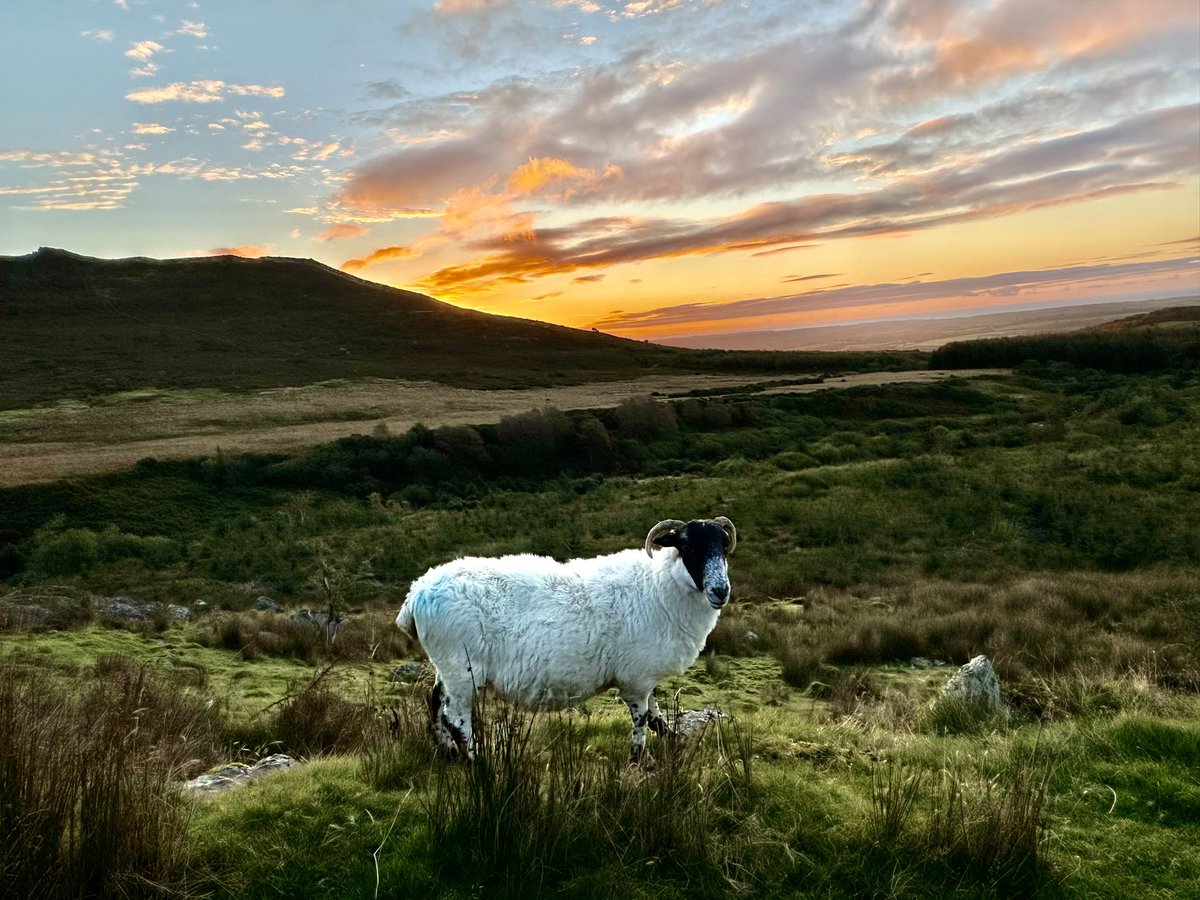Primageographer's tweet photo. Dawn colours of Autumn across the #Comeragh Mountains in County Waterford &amp; worth a detour to bask in the glow. Ice-scoured Devonian Old Red Sandstone. #CorrieLandscape #Ireland #MahonFalls #geographyteacher https://t.co/hl5sQY2l7v