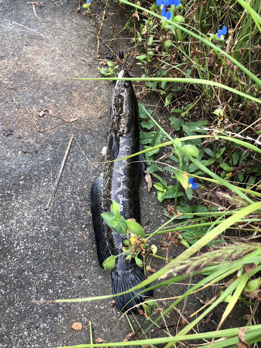 今日の朝練
バス29cm頭に4キャッチ
今日はゲスト多め！
雷魚50cm位頭に3キャッチ！
雷魚じゃなくてバス釣りたい！