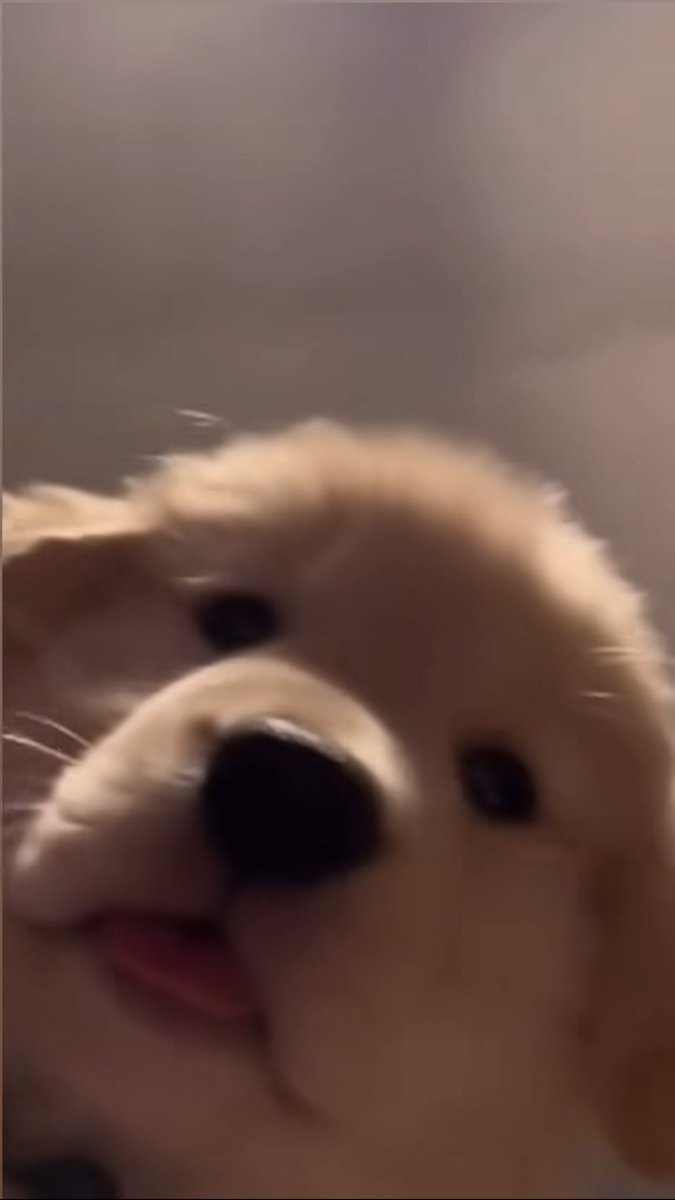 takemybear 🐶 tweet media