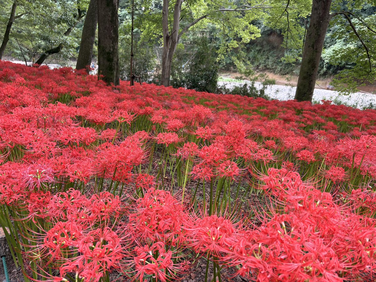 ym6154's tweet photo. 2024.9.28
巾着田曼珠沙華公園 https://t.co/MTjmxXCnXk