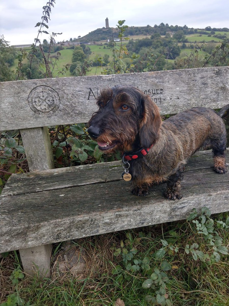 Otto Sausage 💕💕 tweet media