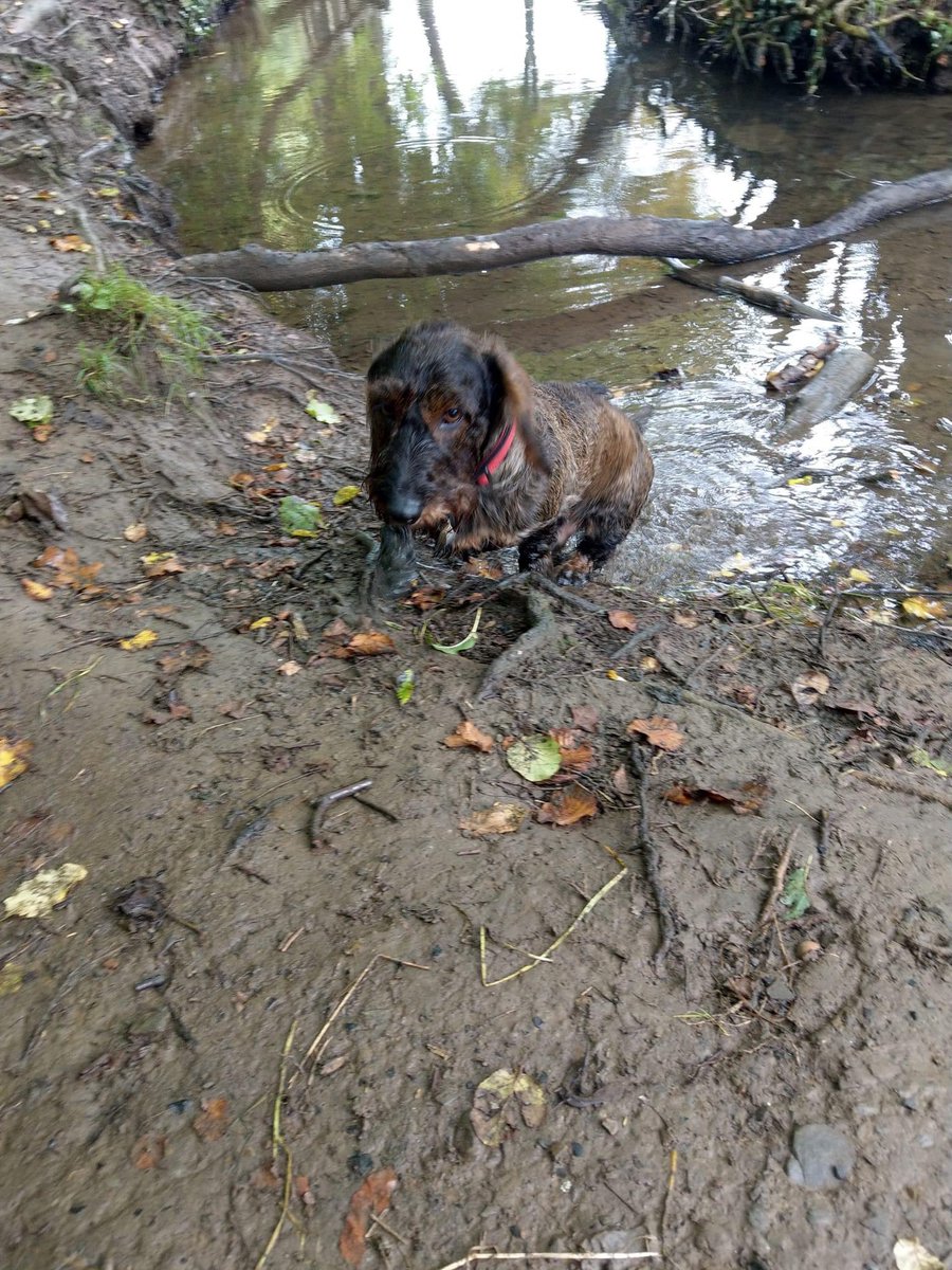 Otto Sausage 💕💕 tweet media