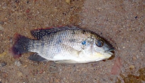 Critically Endangered Species of the Day tweet media