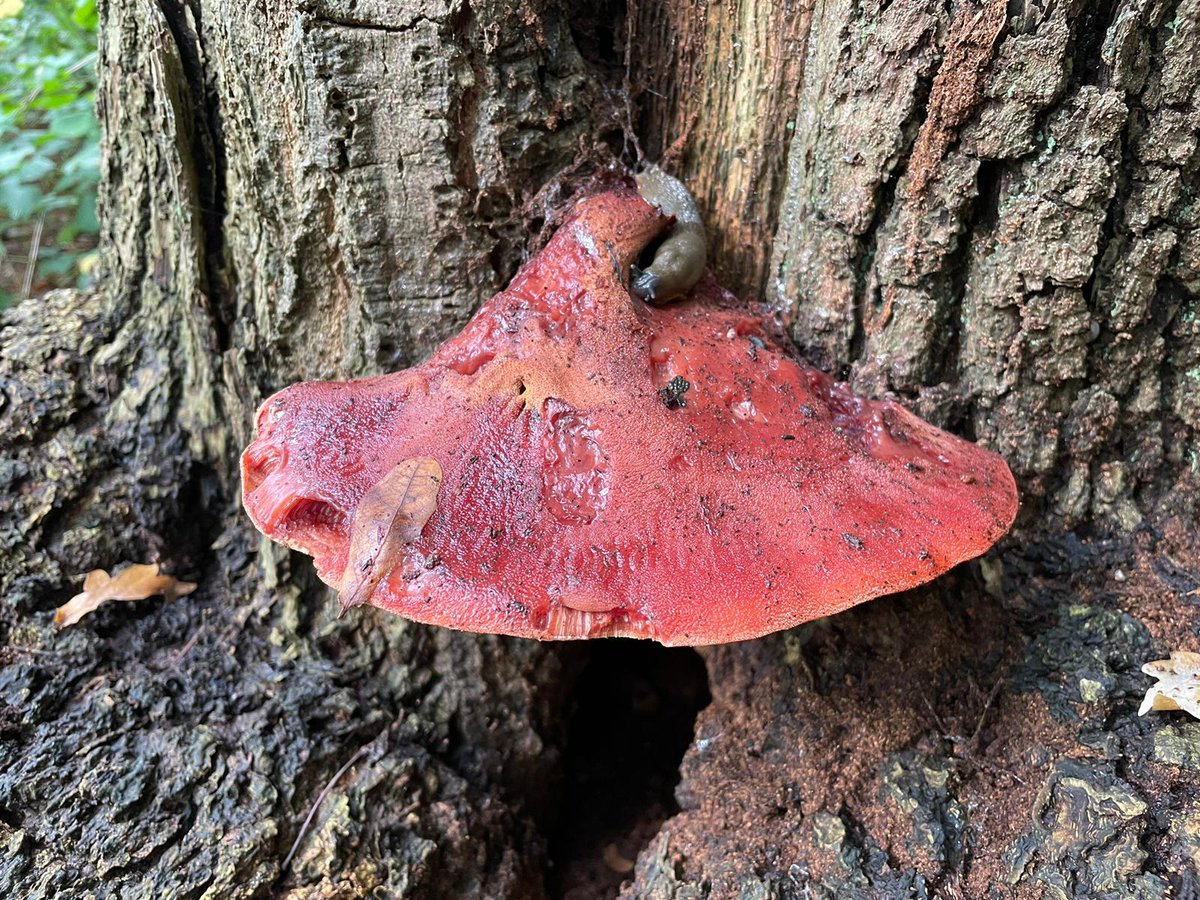 As we head into Halloween season, volunteer Ian Wilkinson found this Beafsteak fungus (Fistulina hepatica) in the wood.
Usually found low down on oak trunks, this fungus looks disconcertingly like raw meat and even oozes a blood-like substance if cut! 

#PerivaleWood #Autumn