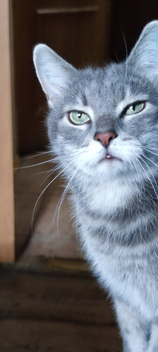 CapSkinRocket's tweet image. 