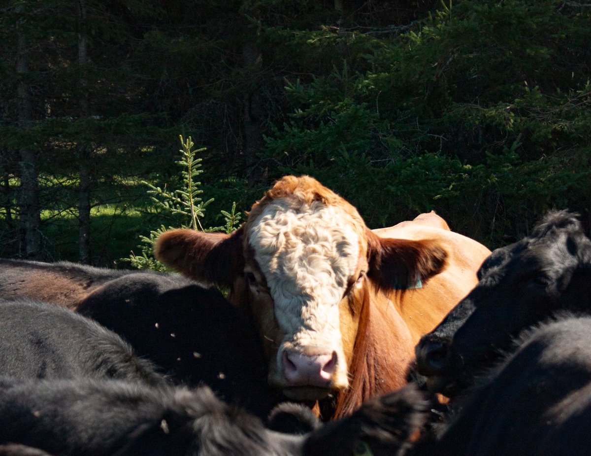 Amy Higgins (@valleymeadowamy) on Twitter photo My niece took this photo specifically to submit in the Maritime YCSA competition. She is counting down the days to possible black baldies <a href="/CdnSimmental/">Canadian Simmental</a> <a href="/cdnangus/">Canadian Angus</a> with some F1 SimAngus. I had to explain a punnett square about why a red calf is likely not in the 2025 cards. My niece took this photo specifically to submit in the Maritime YCSA competition. She is counting down the days to possible black baldies <a href="/CdnSimmental/">Canadian Simmental</a> <a href="/cdnangus/">Canadian Angus</a> with some F1 SimAngus. I had to explain a punnett square about why a red calf is likely not in the 2025 cards.