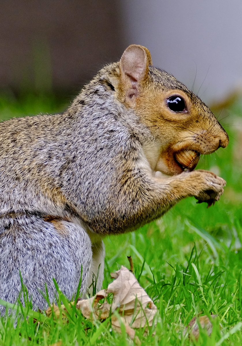 gemmak500's tweet photo. Getting ready for winter.
#chesham #buckinghamshire #chilterns #aonb #countryside #chilternsaonb #garden #squirrel #squirrelsofinstagram #greysquirrel #funny #nature #wildlife #autumn #grumpy #upclose #juvenile #wildlifeofinstagram #acorn https://t.co/LDXgPuKkeL