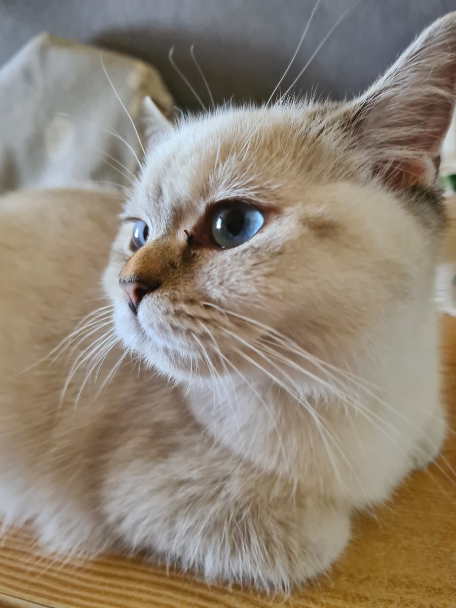 Simsala1511's tweet photo. Leona , 6 Monate alt.🥰

#cats https://t.co/Xzrjey2QWS