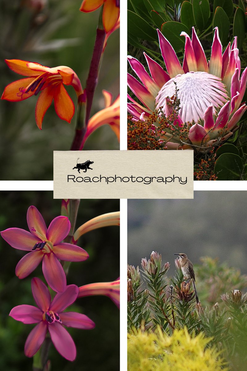 Fynbos are adapted to survive tough conditions like droughts and fires. #roachphotography #photography #amateurphotography #fynbos #plants #wildearth #nature #naturephoto #picoftheday #biodiversity #EndangeredSpecies #southafricanflora #WANDERLUST #blupebblestours