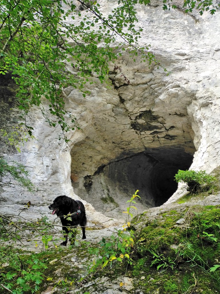 e13sirio's tweet photo. #Basaula #Lokiz #TrasLasHuellasDeILO #Navarra
En la espesura del encinar se abren ventanas para contemplar la enorme belleza que guarda este txoko desde el que se contemplan las estribaciones meridionales de #Urbasa https://t.co/ol4qstruM6