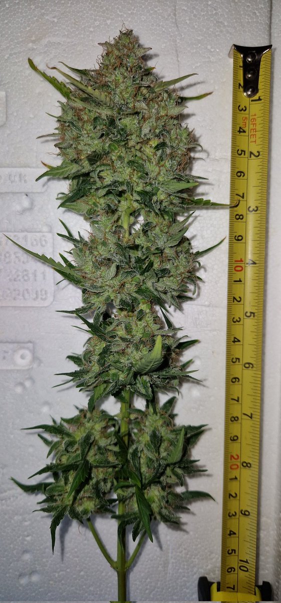BlazingIndo's tweet photo. My @Fast_Buds Mystery photo got the chop yesterday evening on Day 83. Not going to be a big yield, but think I'm going to enjoy the smoke judging by the tangy citrus and pine scents 🍋🌲. 

Plant will now hang dry until the buds are crisp to the touch, after which they'll be taken off the stems and popped into jars for curing 🙏🏽😊💚 #growyourown #cannabis #secretfarmer