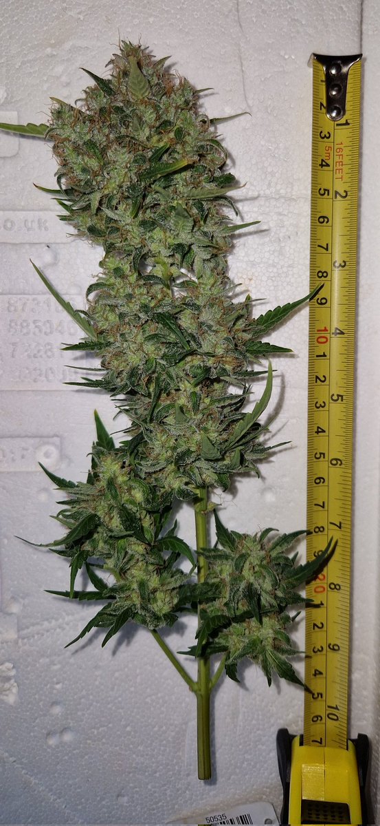 BlazingIndo's tweet photo. My @Fast_Buds Mystery photo got the chop yesterday evening on Day 83. Not going to be a big yield, but think I'm going to enjoy the smoke judging by the tangy citrus and pine scents 🍋🌲. 

Plant will now hang dry until the buds are crisp to the touch, after which they'll be taken off the stems and popped into jars for curing 🙏🏽😊💚 #growyourown #cannabis #secretfarmer
