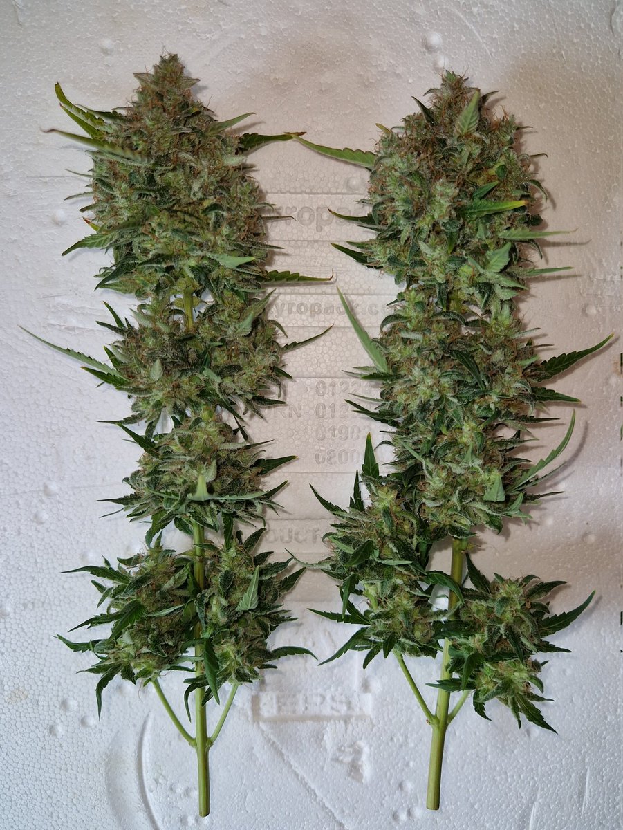 BlazingIndo's tweet photo. My @Fast_Buds Mystery photo got the chop yesterday evening on Day 83. Not going to be a big yield, but think I'm going to enjoy the smoke judging by the tangy citrus and pine scents 🍋🌲. 

Plant will now hang dry until the buds are crisp to the touch, after which they'll be taken off the stems and popped into jars for curing 🙏🏽😊💚 #growyourown #cannabis #secretfarmer