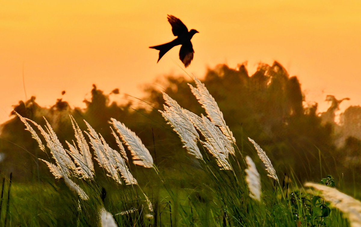 #season #grass #flowers #kohuwa #Kash  #Saccharumspontaneum #sky #evening #sunset #northeastindia #assam