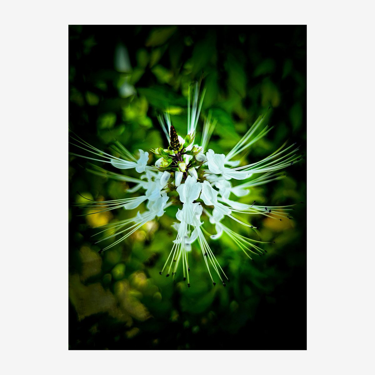 hiroyuki_0014's tweet photo. 『スマホで花・実を撮る』クミスクチン、ネコノヒゲ
Shoot flowers and plant fruit with smartphone
#クミスクチン #ネコノヒゲ #猫の髭 #Cats_whiskers #Java_tea https://t.co/5XBdY4blQb