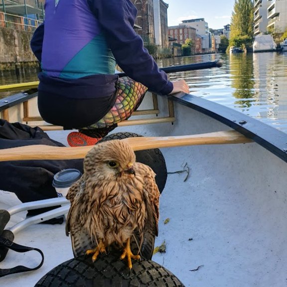 Yesterday we had the privilege of sharing our canoe with a young kestrel!
I joined us for about an hour.
A little thread🧵