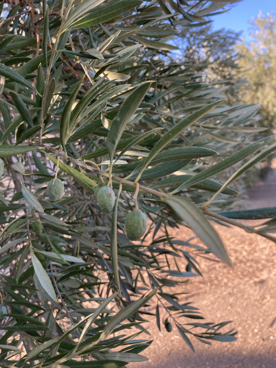 Así se está quedando la aceituna en parte de la finca por falta de agua ⁦<a href="/mejoradeolivo/">mejoradeolivo</a>⁩ ⁦<a href="/agropopular/">AGROPOPULAR</a>⁩ ⁦<a href="/agro_periodista/">Agroperiodista</a>⁩