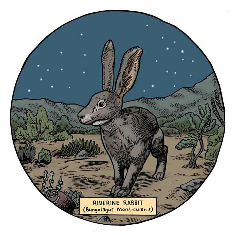 SAfmRadio's tweet photo. #SAfmJSB @MichConstant
Ingrid Schofann Trustee of the Karoo Development Foundation https://t.co/LFUr3Zpxqt
on #agritourism & cooperatives in the #northerncape
the endangered #riverinerabbit only found in the Karoo. https://t.co/j1d2Jh3WHE
