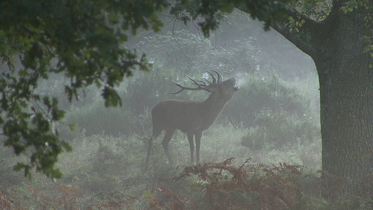 Bonjour <a href="/XFrance/">X France</a> et bon dimanche à tous ! Un réveil en douceur au <a href="/domainechambord/">Château de Chambord</a> ⏰