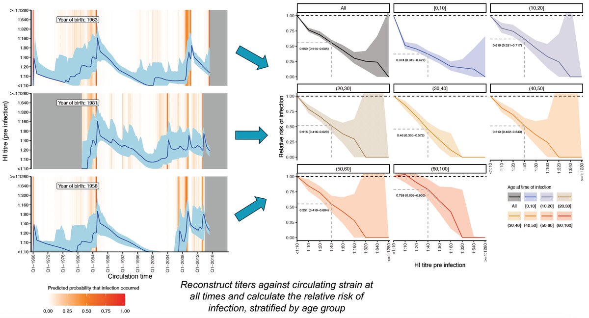 If you are at <a href="/options2024/">Options2024</a> and interested in modelling methods to estimate antibody dynamics and infection histories from multi-antigen serological data, come find me at the poster session this evening or tomorrow! Poster P657.