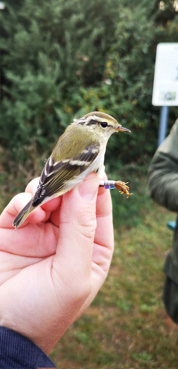 Handy views at Walsey Hills this morning, Yellow-browed warbler!