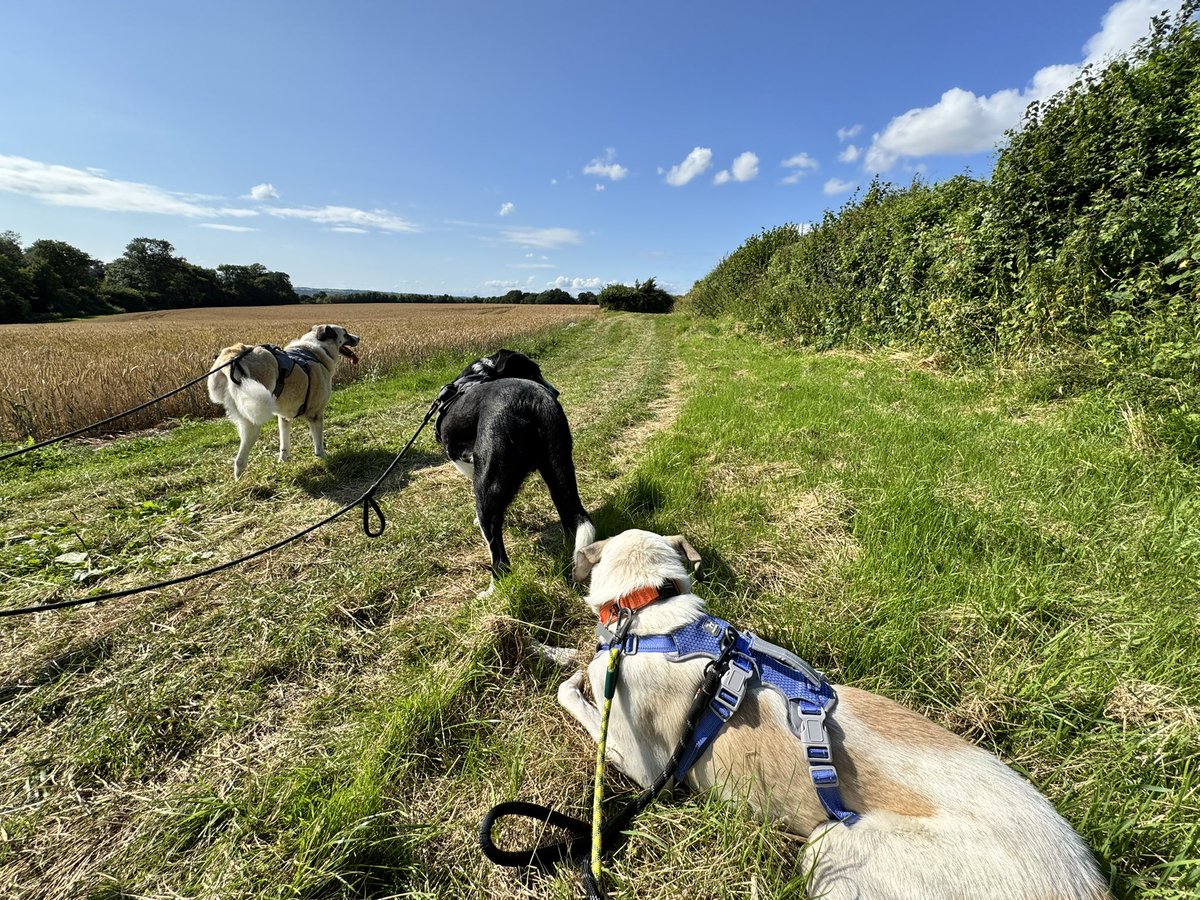 I’m running some fundraising for a great charity that rescues street dogs from Turkey. Two of our dogs are from the charity,  our boy has three legs due to an accident before he was rescued. justgiving.com/crowdfunding/F…