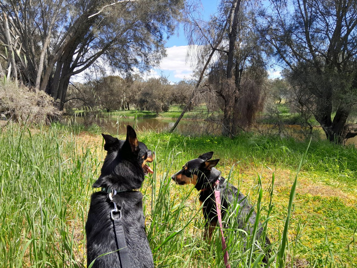 Collecting oat leaf (crown) rust samples for the Cereal Rust Survey with my "assistants" on our Sunday walk.
However, they seem more interested in taste testing the samples &amp; duck surveillance.
#ProtectingWACrops