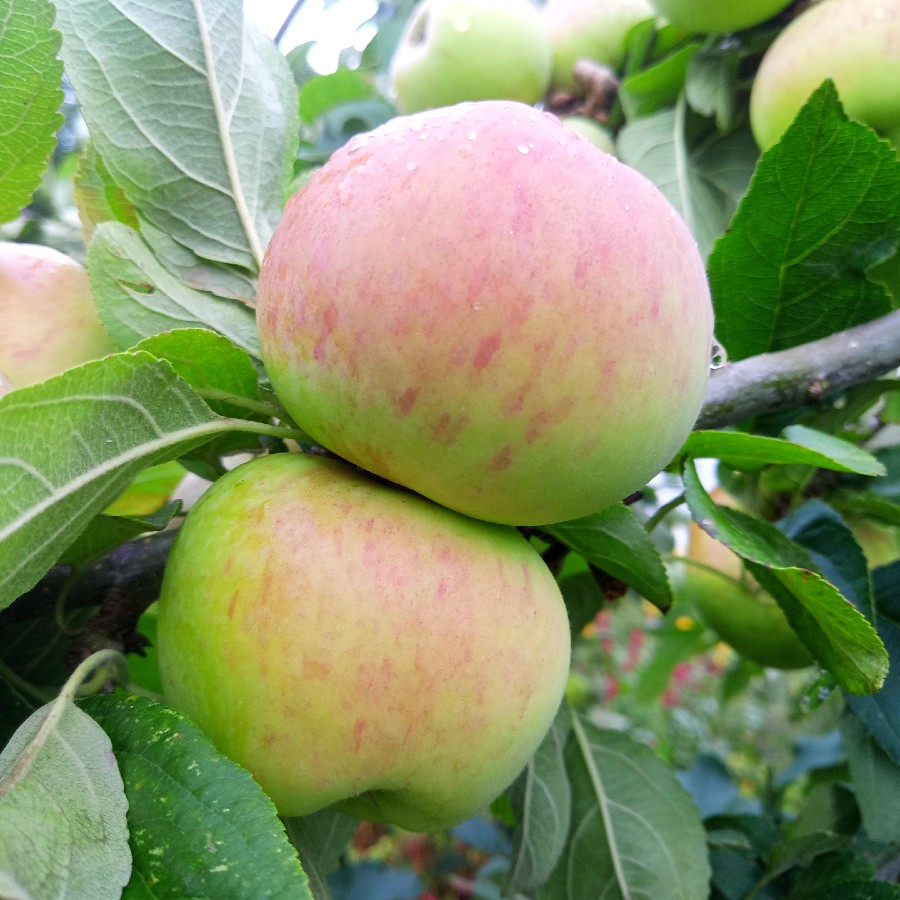 Orchard Notes tweet media