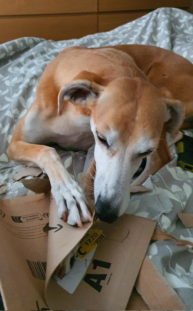 GassiTheCat's tweet photo. Well done, Molly. Rip and tear, until it is done https://t.co/VvxRtUxFnh