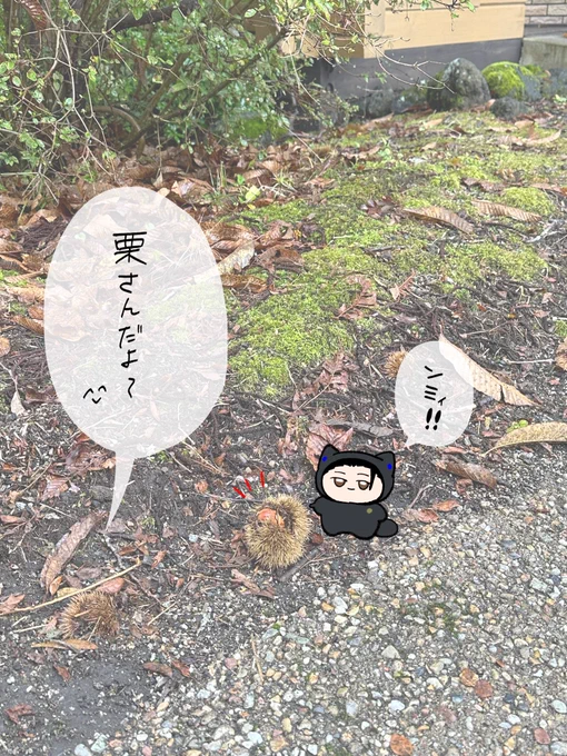 栗とちみ🌰 