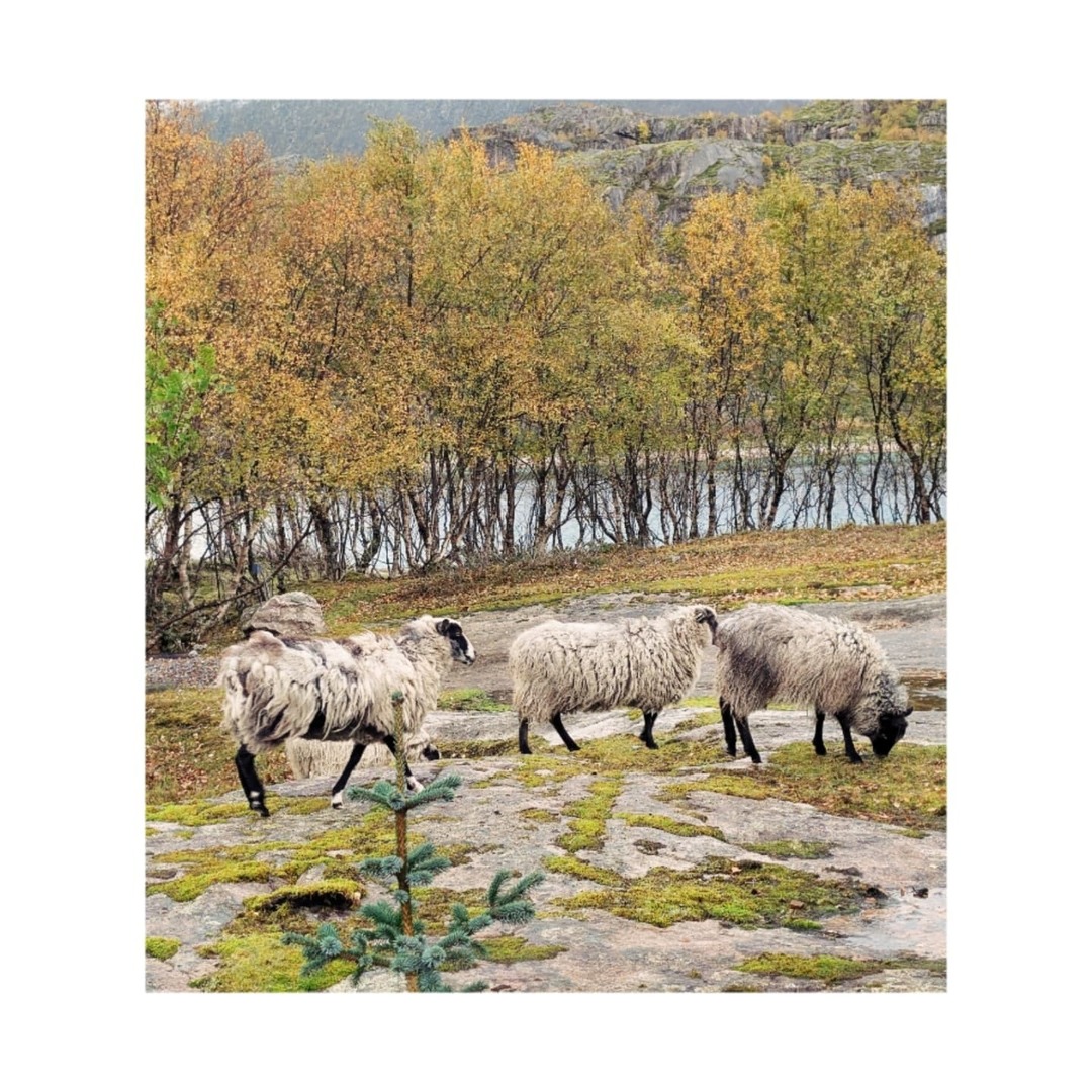 actionhero's tweet image. More shots from my time on Manshausen before heading to Svolvær and Lofoten. 
.
.
.
#vscocam #actionheronorway instagr.am/p/DAfmrDCKP_s/