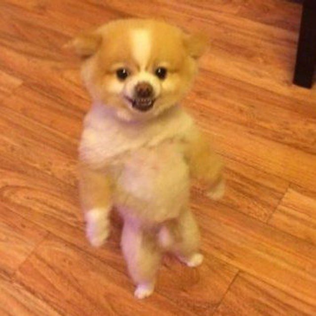 TRiPx707's tweet photo. @KookCapitalLLC @crypto_bitlord7 $loldog is the ticker. CTO team is based and paying for everything. Better to get in early 🫡🔥#loldog 

H8LW3afnmHYhvhLydBPsFNfUF1JTPpNt6VoeYzutpump

https://t.co/hsPYaiMkea https://t.co/0fKwVcG0QV