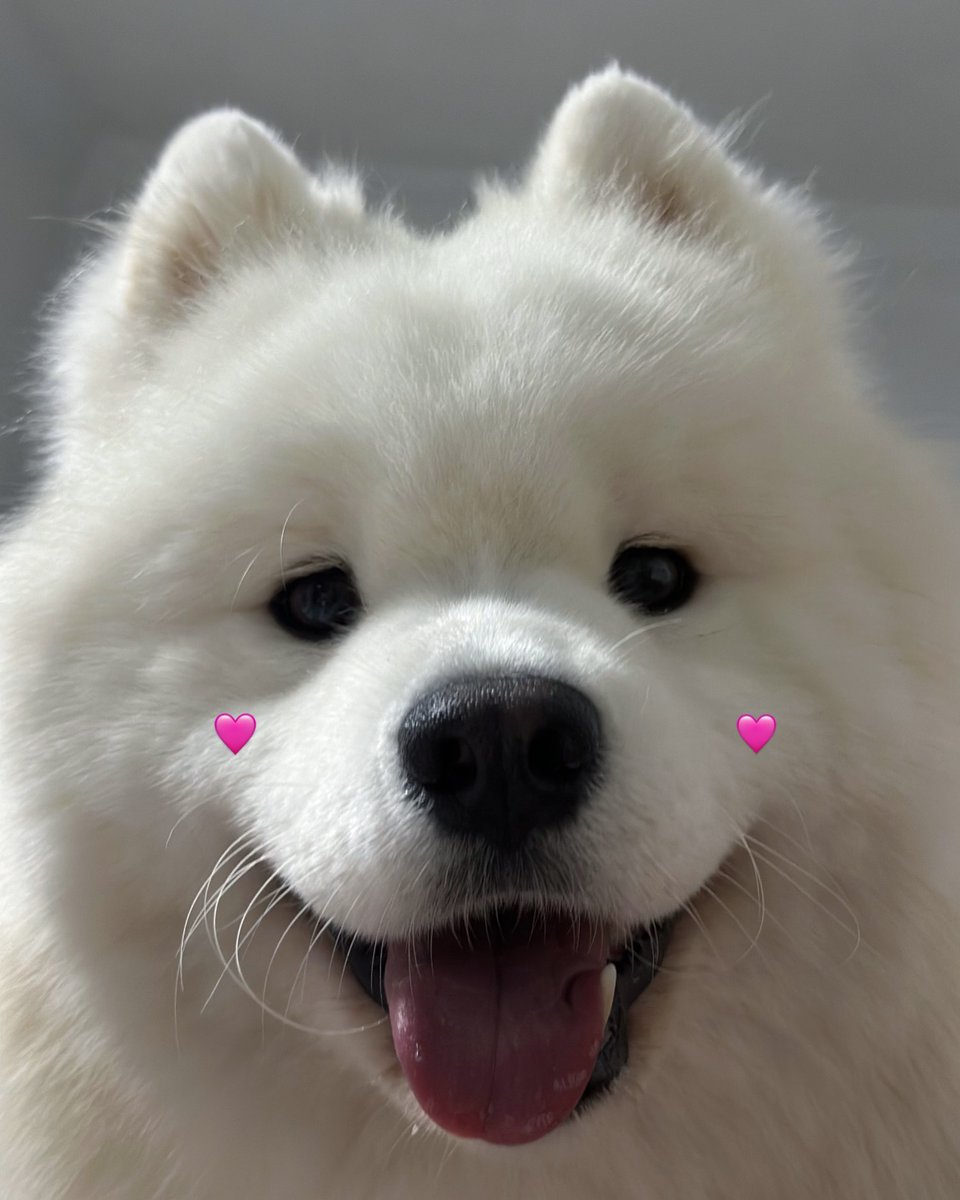 dogs so cute that could save the world (@dogssaveworld) on Twitter photo 