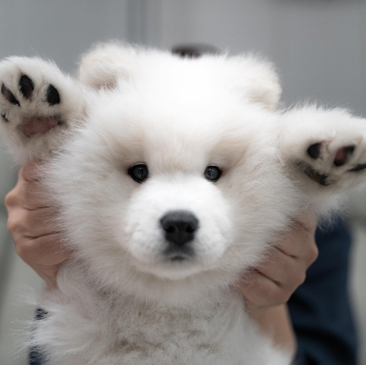 dogs so cute that could save the world (@dogssaveworld) on Twitter photo 