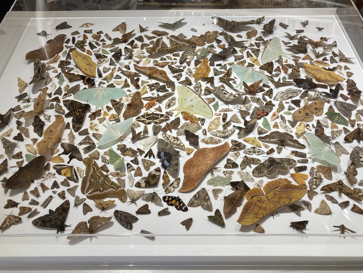 小林真大くん<a href="/mothlaosmao/">Mao K</a> の展示会へ
蛾の魅せ方のセンス
虫屋ではない一般の方まで次々と魅了されて世界観に引き込まれていた
行って良かったー