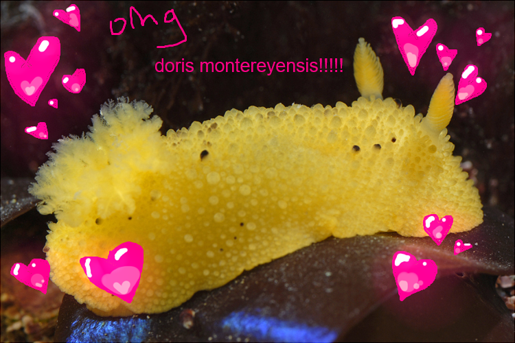 sickly victorian rhythm gamer (@proxentauri) on Twitter photo 