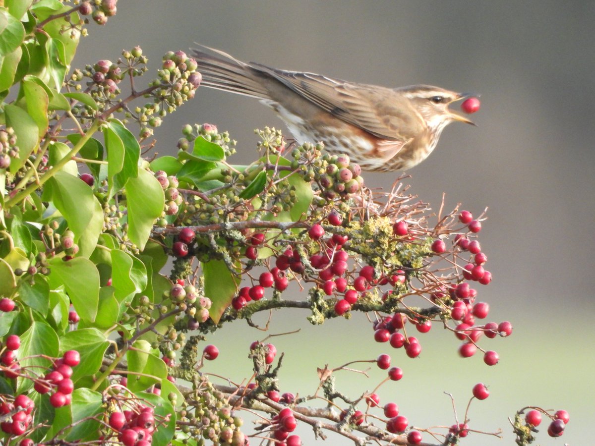 Column completed for <a href="/MajorcaDaily/">Majorca Daily</a> featuring winter thrushes @SHNB_BSHNB <a href="/stukkateurmeist/">stuart keenor  LCGI</a> <a href="/lagola_info/">CTO la Gola</a> <a href="/whatsonmallorca/">Whats on in Mallorca</a> <a href="/radiopollensa/">Ràdio Pollença</a> #Mallirca #WinterThrushes
