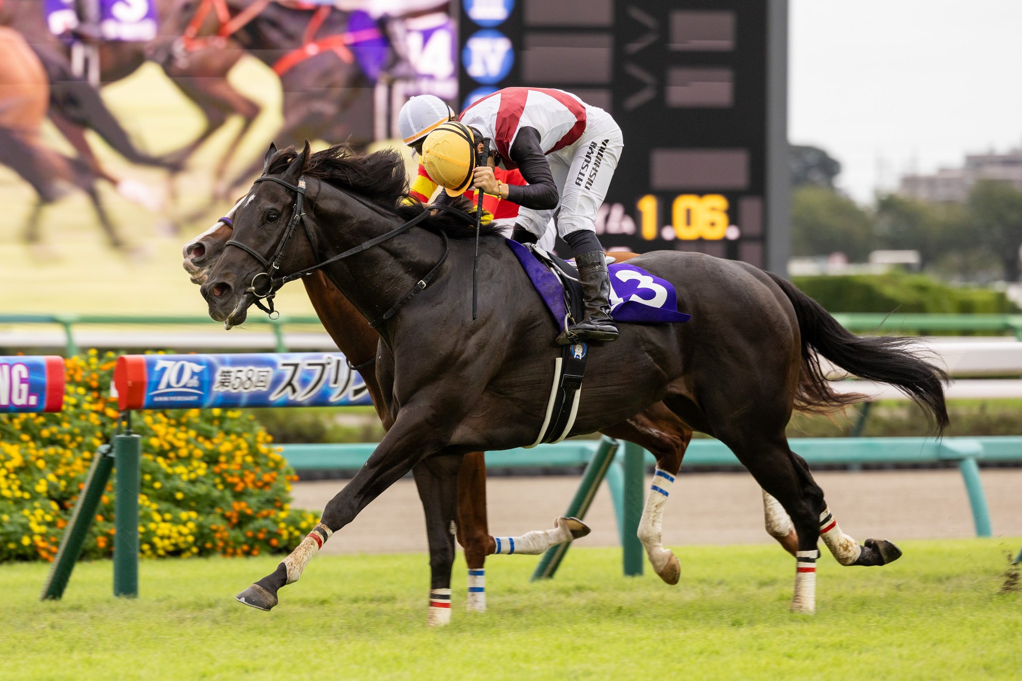 競馬　アイドルホース　「ロードカナロア」スプリンターズステークス　Sサイズ Yahoo!オークション - ロードカナロア(第47回 スプリンターズS