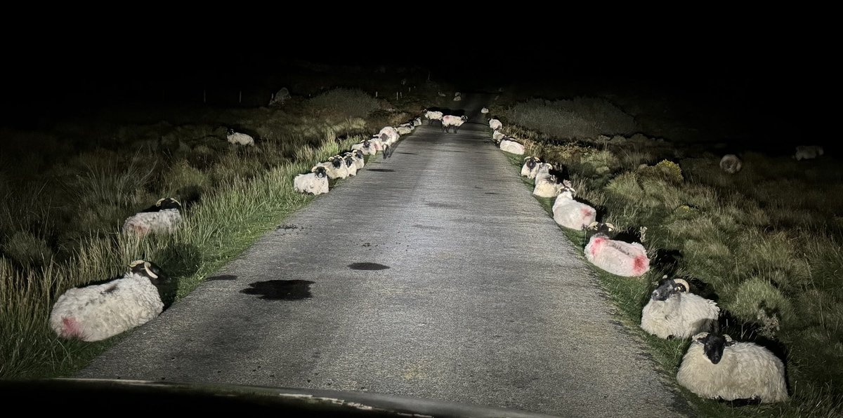 Bill Whelan (@shivnabill) on Twitter photo A guard of honour greeted us on the bog road this week coming home from <a href="/clifdenarts/">clifdenartsfestival</a> A guard of honour greeted us on the bog road this week coming home from <a href="/clifdenarts/">clifdenartsfestival</a>