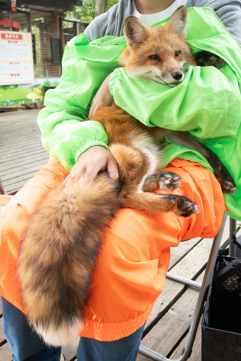 しっぽのもふさよ…