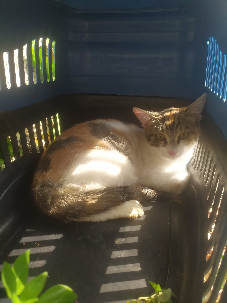 besleme yaparken tesadüfen denk geldim. bu şekilde sokağa terk edilmiş. hem de kentsel dönüşüm bölgesine. korkudan çıkamamış, çişini de boxa yapmış. kısır değilse kısırlaştıracağım. calicolar çok sevecen olur, lütfen sokakta kalmasın. dişi, genç bir kedi. istanbul