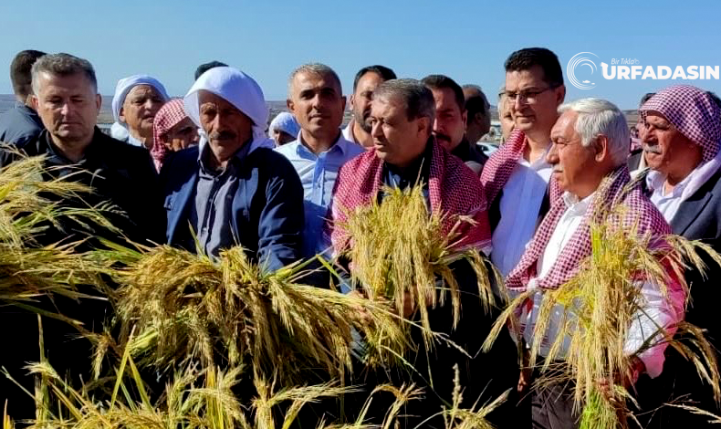 urfadasin's tweet photo. Karacadağ Pirincinin Hasadı Başladı, 1400 Ton Rekolte Bekleniyor 

https://t.co/f0jIwPTSMe 
#Urfa #sanliurfa #hasat #hasad #pirinc #celtik #karacadag #siverek @hasansildak @mehmetaksoy1972 https://t.co/SfpugON9SP