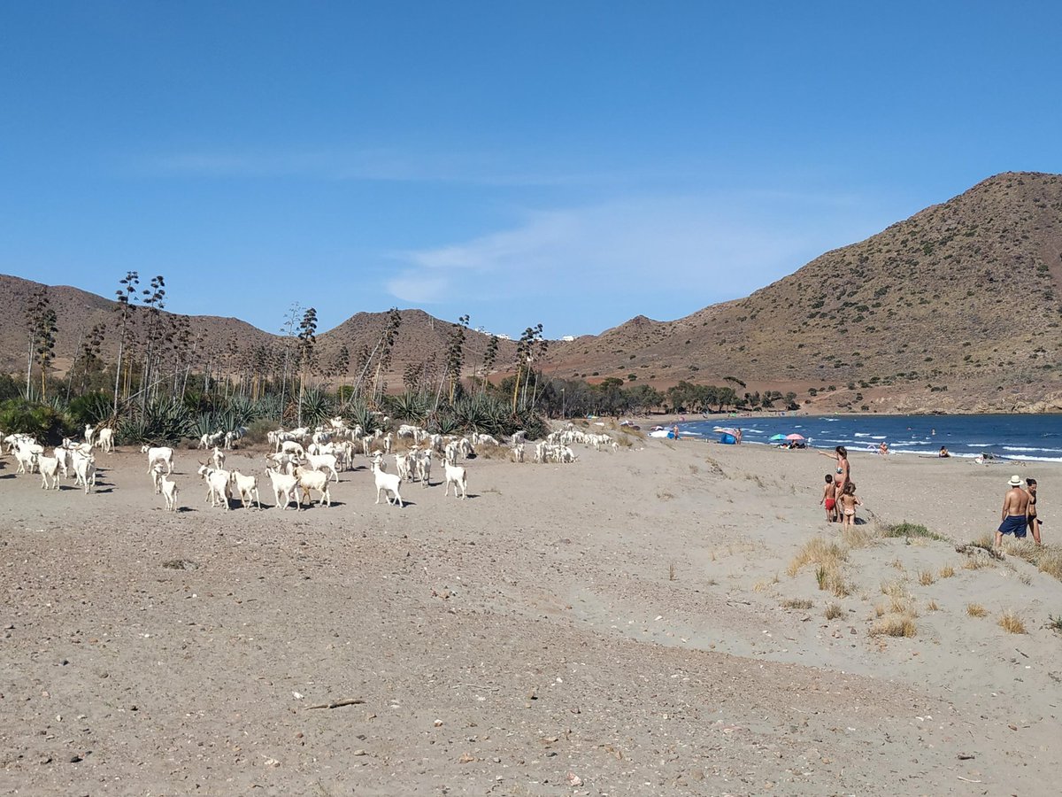 La sequía pone en grave riesgo la supervivencia de las celtibéricas de Genoveses. La falta de precipitaciones, con el registro más bajo en lo que va de siglo en Níjar, deja sin pastos a 1.200 cabras de raza autóctona de finca El Romeral diariodealmeria.es/almeria/sequia… vía @diariodalmeria