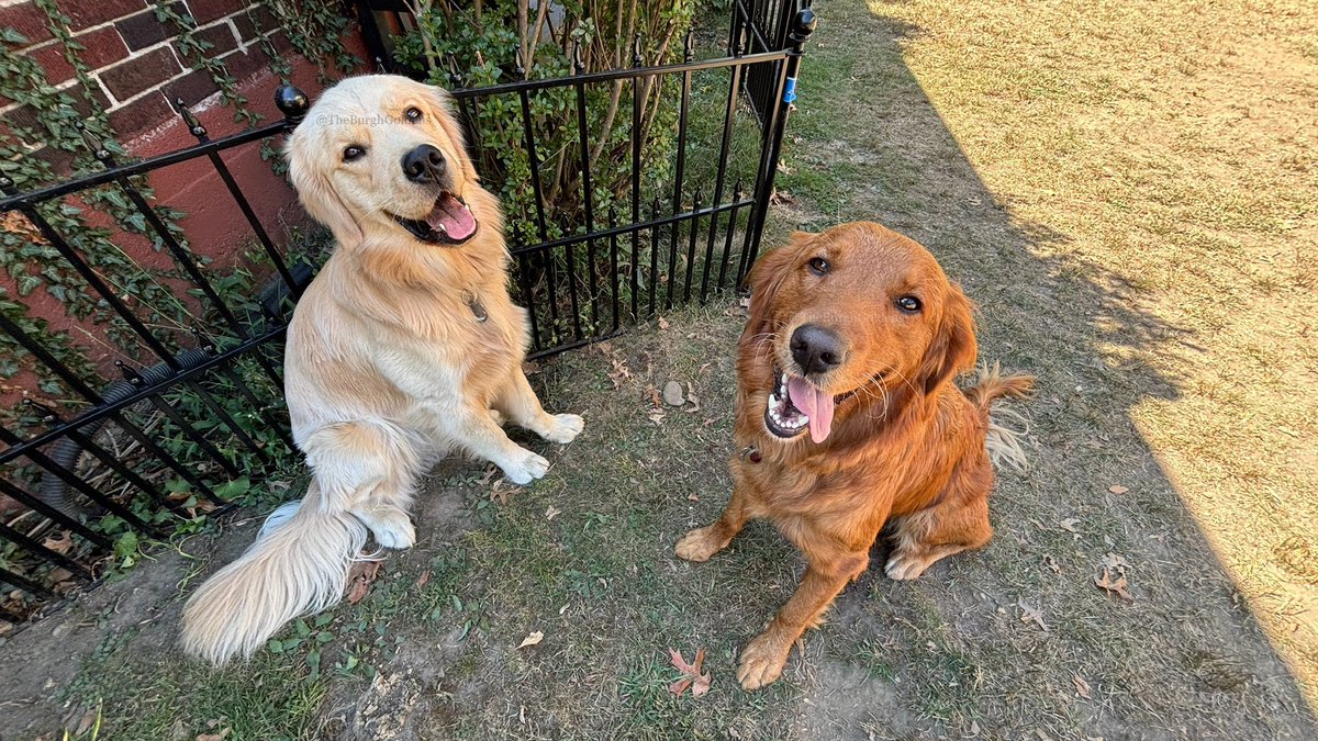 PghGoldens's tweet image. Yes, yes, yes we do
We got smiles how ’bout you?
#WeekendSmiles #GRC #SmilesForMiles 

#DogsOfTwitter #GoldenRetrievers #TheBurghGoldens
